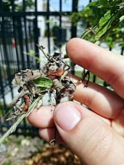 Anelosimus studiosus