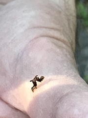 Nematocampa