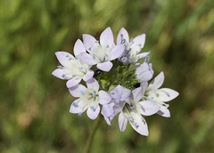 Gilia achilleifolia