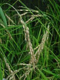 Imagem de Arroz