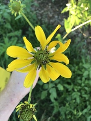 Rudbeckia texana