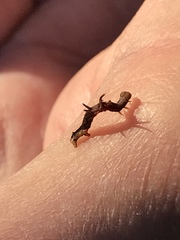Nematocampa