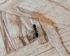 Camponotus modoc