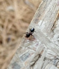 Camponotus modoc