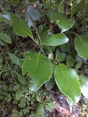 Brachyglottis buchananii
