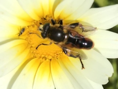 Polydontomyia curvipes