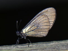 Altinote ozomene nox