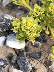 Lepidium flavum