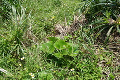 Farfugium japonicum japonicum