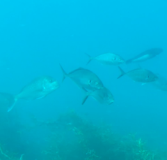 Pseudocaranx