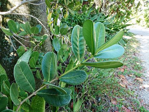 Image of Noronhia emarginata by no rights reserved