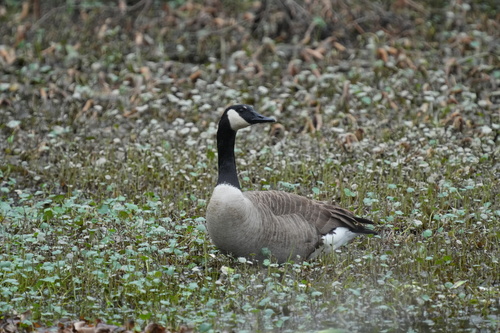 Canada Goose photographed in Louisiana