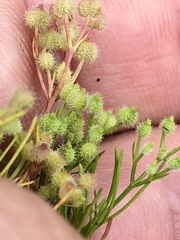 Spermolepis echinata