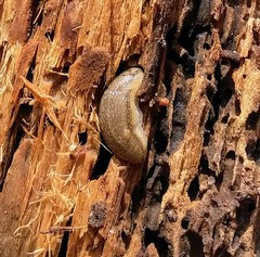 Arion fasciatus