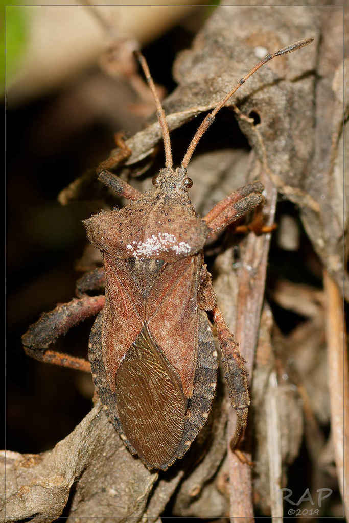 Camptischium clavipes