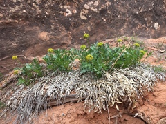 Lomatium latilobum