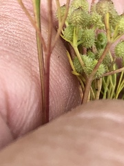 Spermolepis echinata