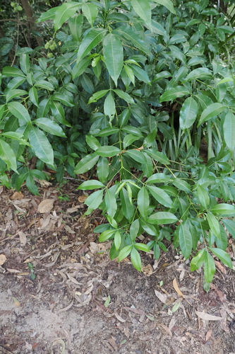 Image of Melicope rubra by (c) Lucas Christofides, some rights reserved (CC BY)