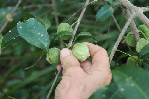 Image of little evodia by (c) Lucas Christofides, some rights reserved (CC BY)