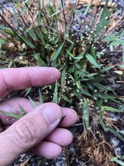 Dichanthelium strigosum