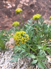 Lomatium latilobum