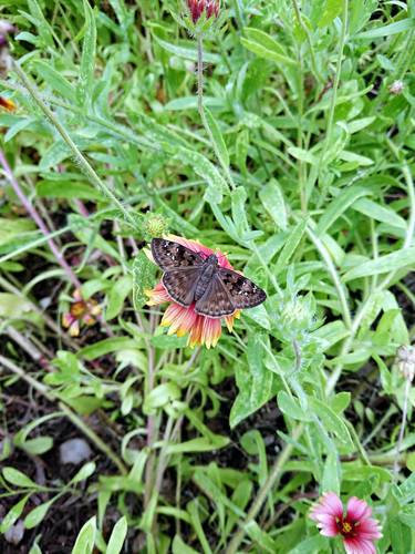 Horace's Duskywing photo 5