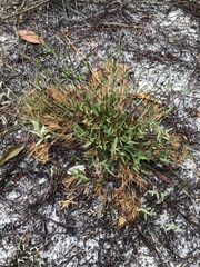 Dichanthelium strigosum