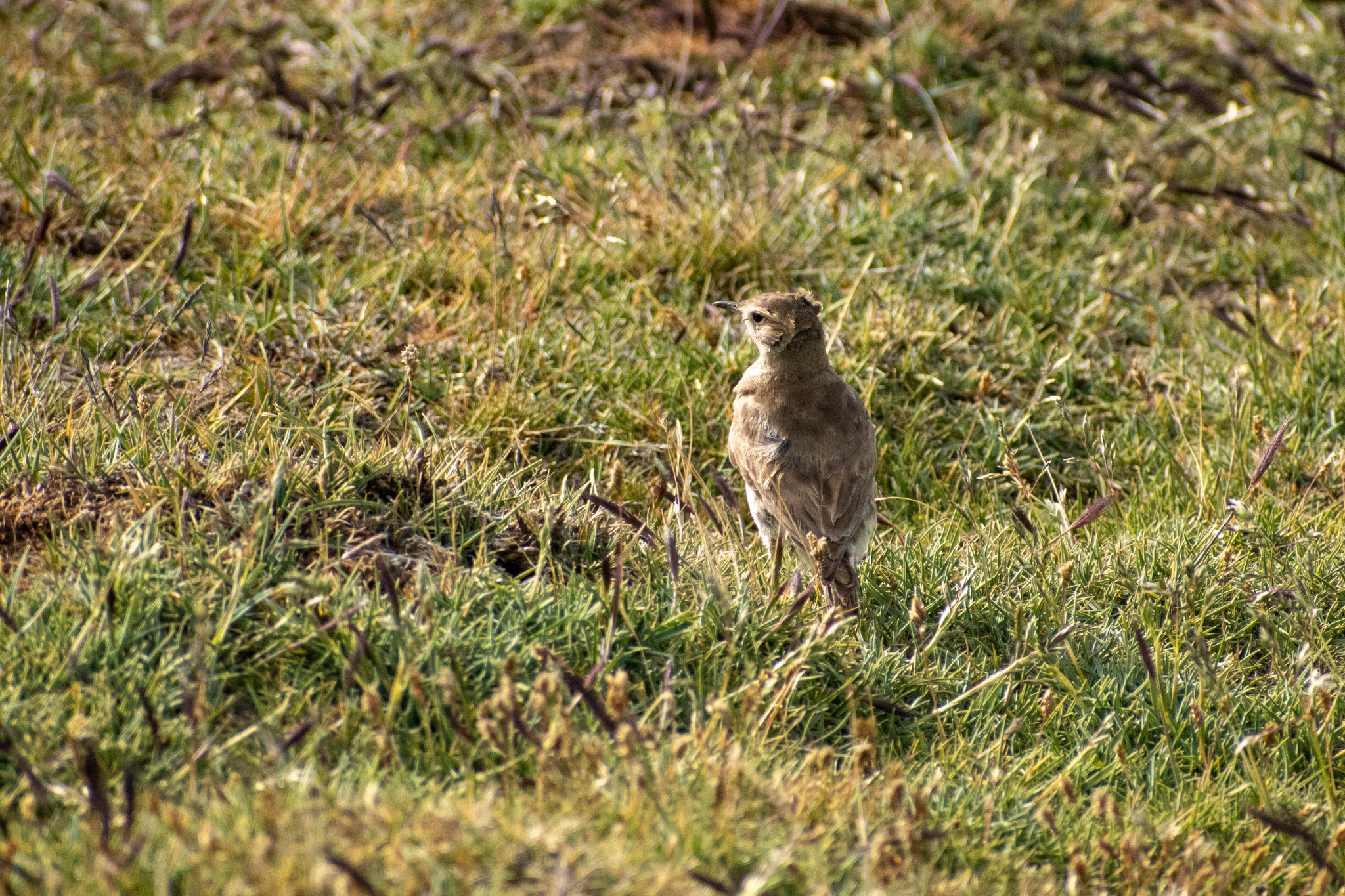 Short-billed Miner (Geositta antarctica), photo 7