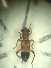Phyllobaenus knausii