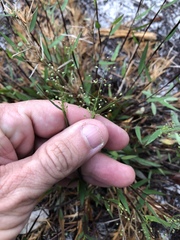 Dichanthelium strigosum