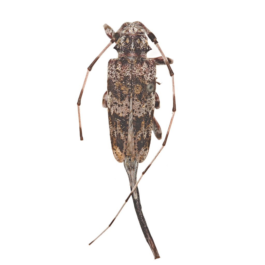 ponderosa pine bark borer