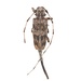 Acanthocinus princeps - Photo Ningún derecho reservado, subido por University of Delaware Insect Research Collection