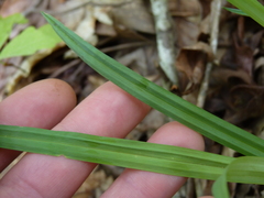 Carex laxiflora