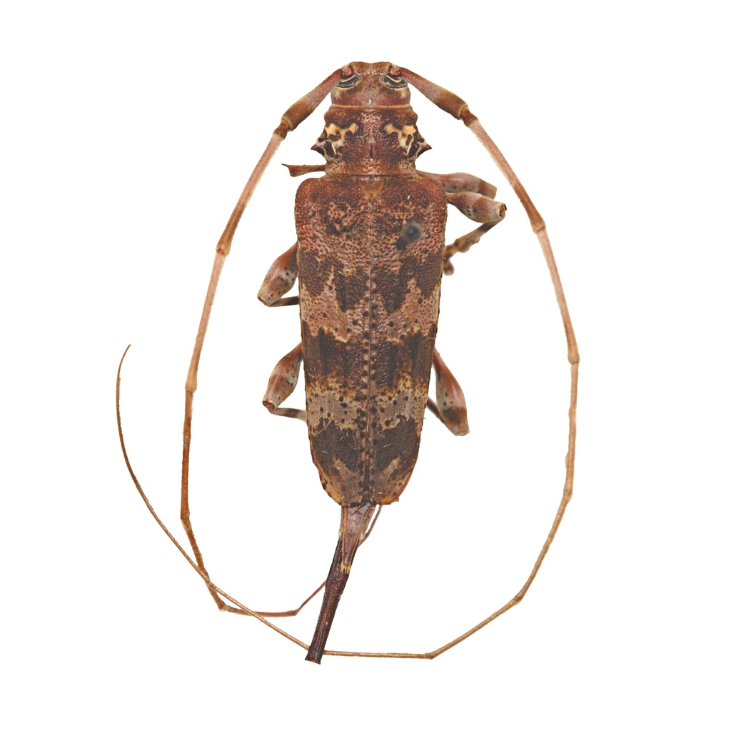 Acanthocinus spectabilis