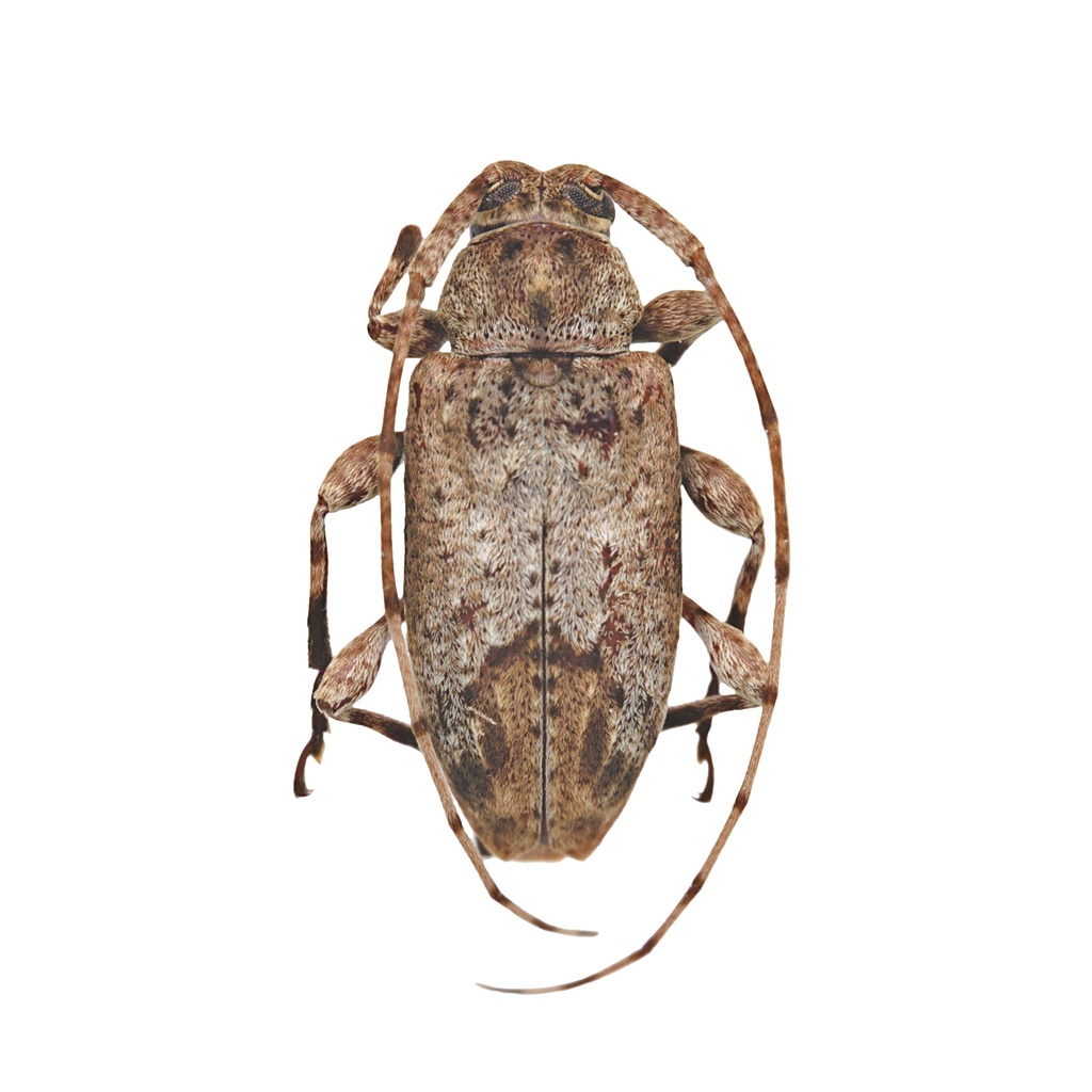Leptostylus cretatellus