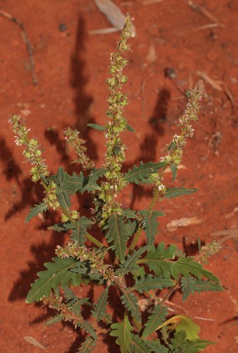 Mulga Nettle (Haloragis odontocarpa)