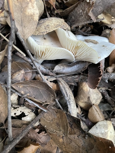 iNaturalist observation photo of Woodwaxes