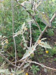 Solanum pyracanthos