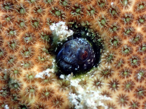 Emblemaria pandionis