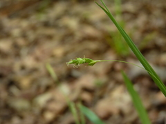 Carex laxiflora