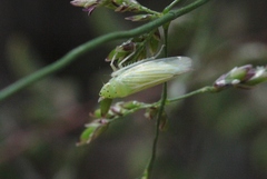 Pagaronia tredecimpunctata
