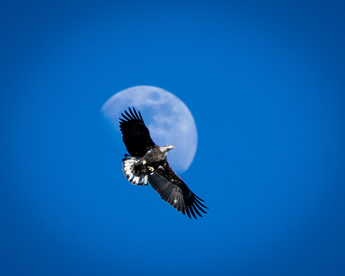 Bald Eagle photographed in South Dakota