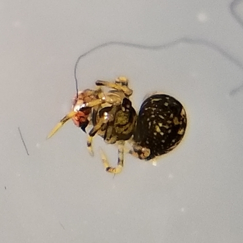Mysmenidae