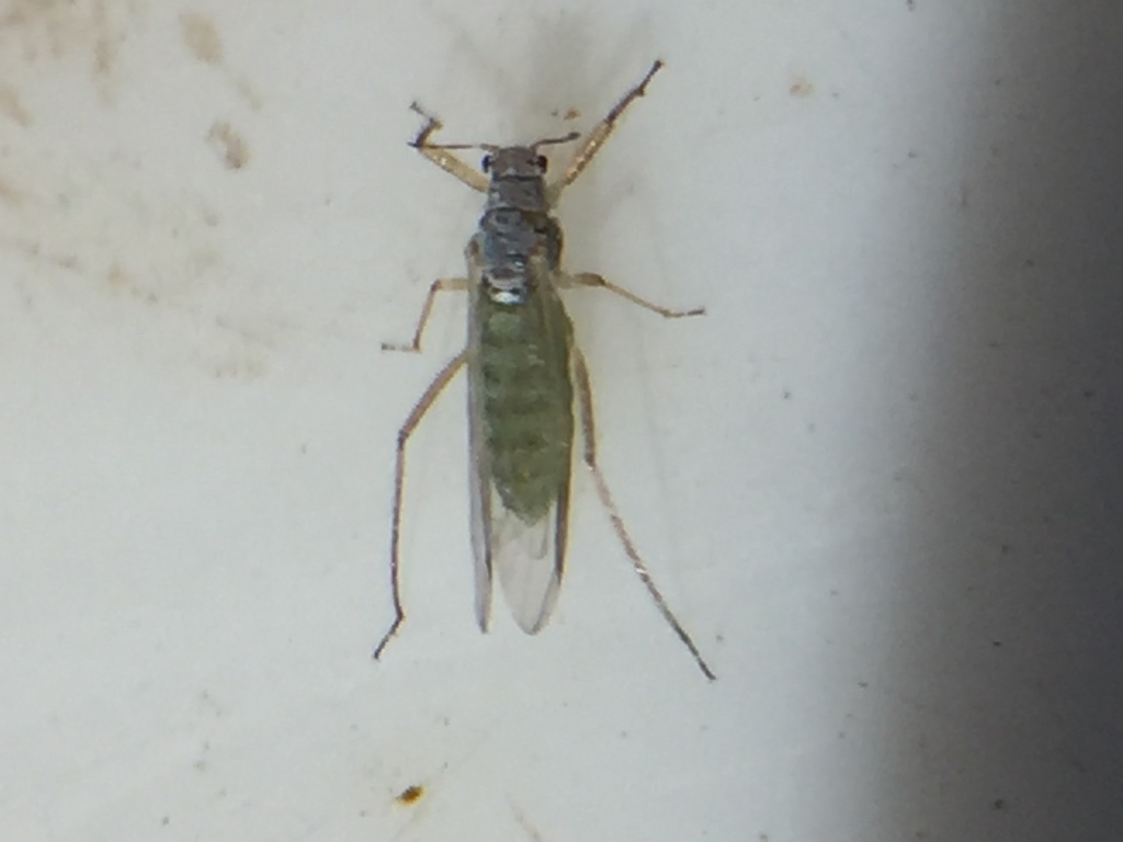 Light Green Pine Needle Aphid