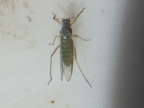 Light Green Pine Needle Aphid