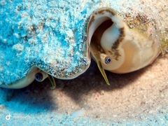 Macrostrombus costatus