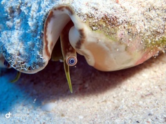 Macrostrombus costatus