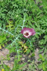 Argemone sanguinea