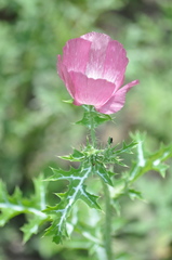 Argemone sanguinea