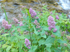 Spiraea × pyramidata